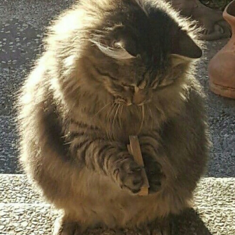 Мы уходим с котом