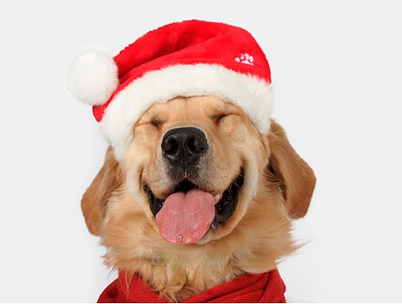 Собачка в новогоднем колпаке