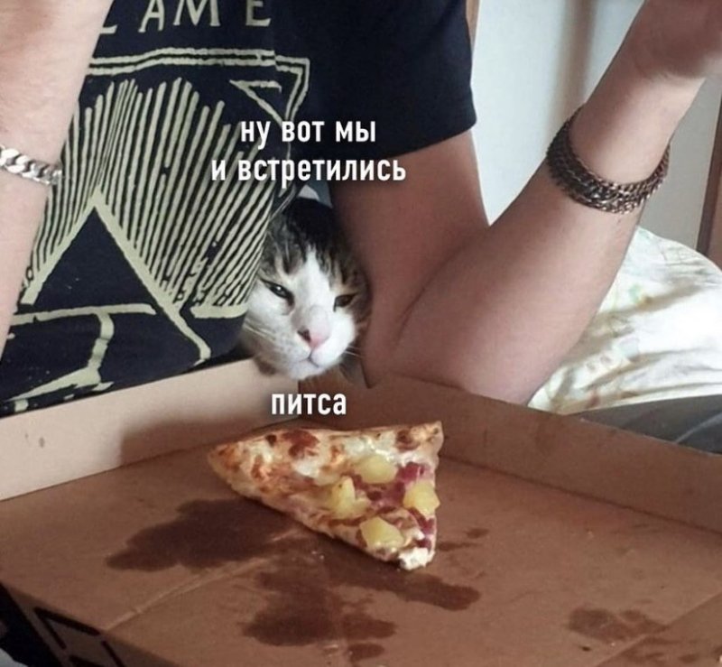 Питса котик