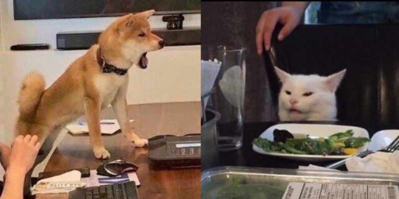 Мем кот с собаками под мышкой