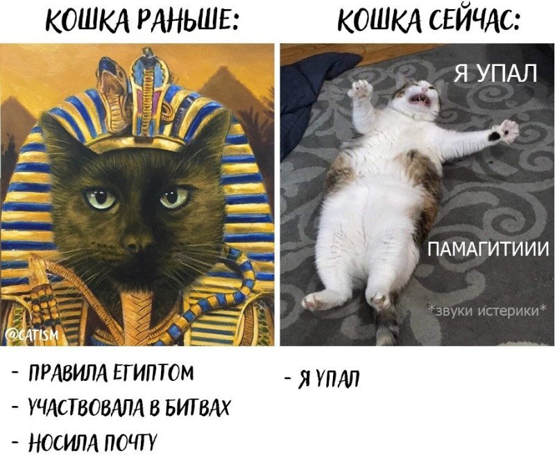 Кот я упал