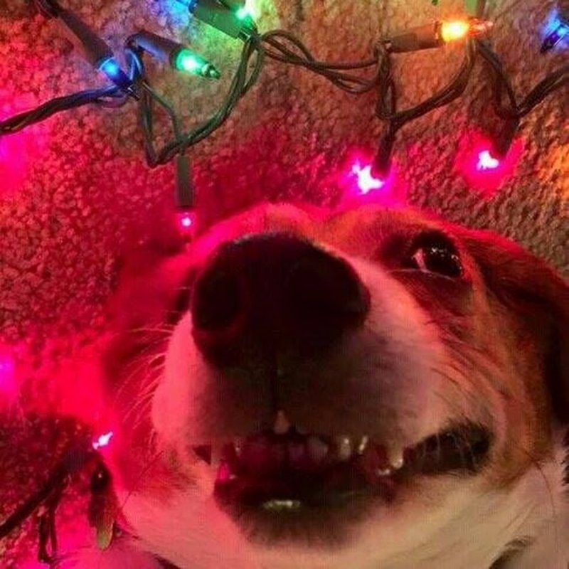 Новый год собака