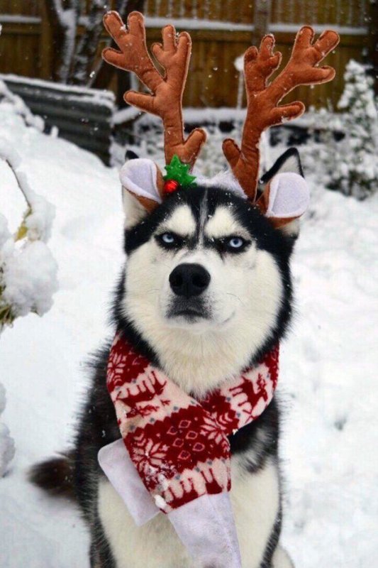 Хаски Сибирский зимой