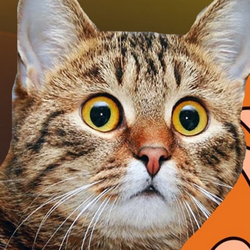 Кот тик ток