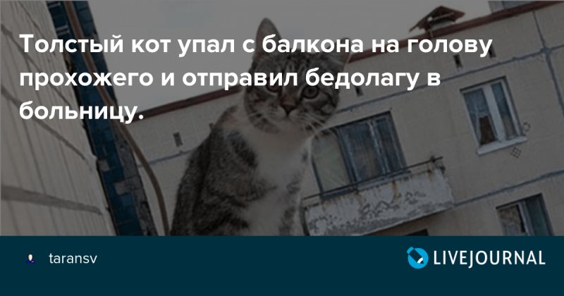 Толстый кот упал