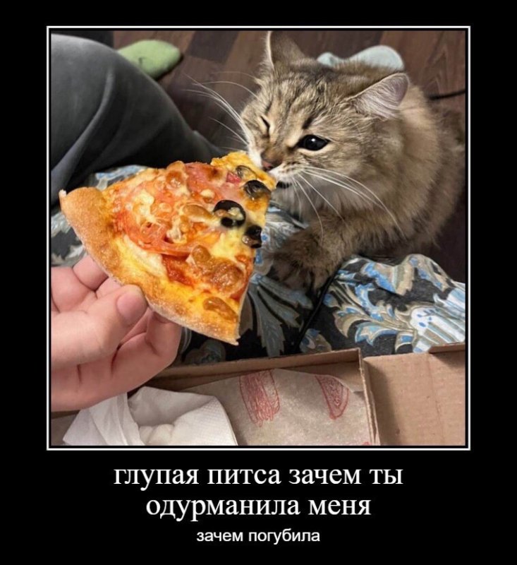 Глупая питса зачем ты одурманила меня