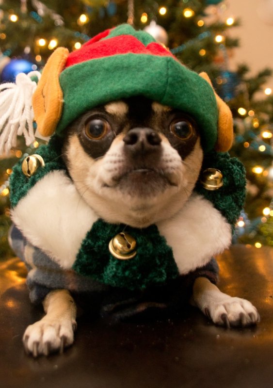 Новогодние животные