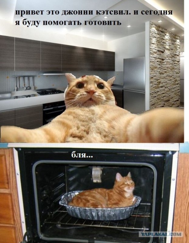 Кот Джонни Кэтсвилл