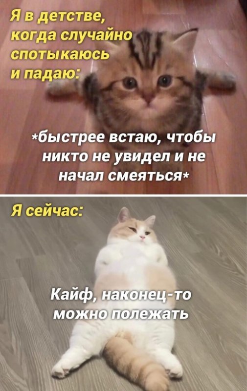 Я падаю Мем кот