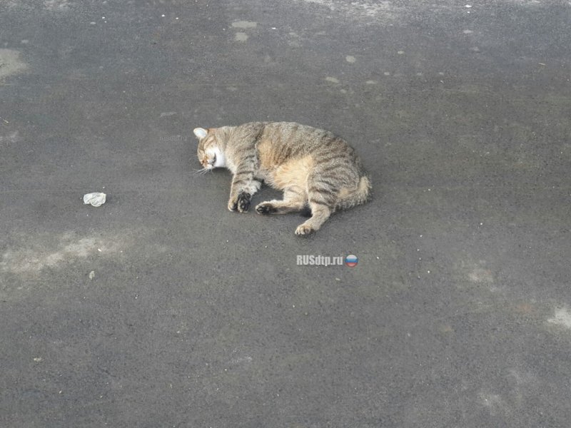 Кошка спрыгивает