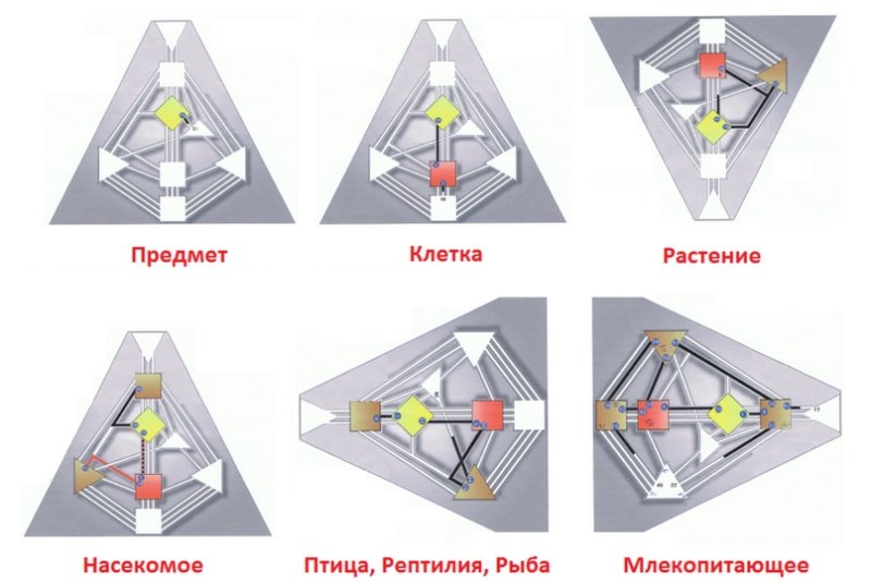 Линии в дизайне человека