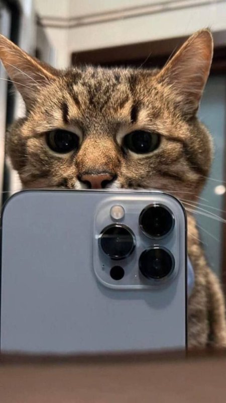 Котик с айфоном 13