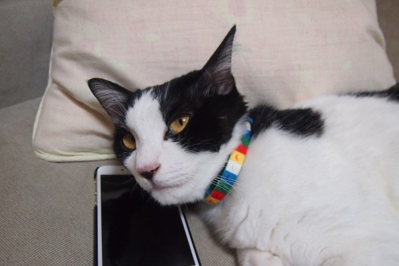 Котик с телефоном