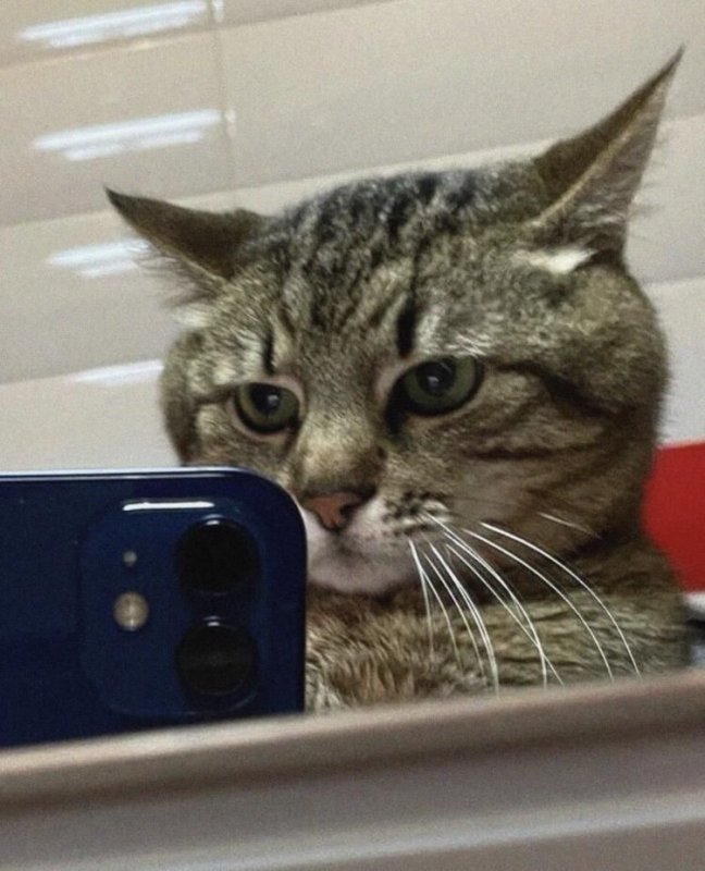 Кот с айфоном