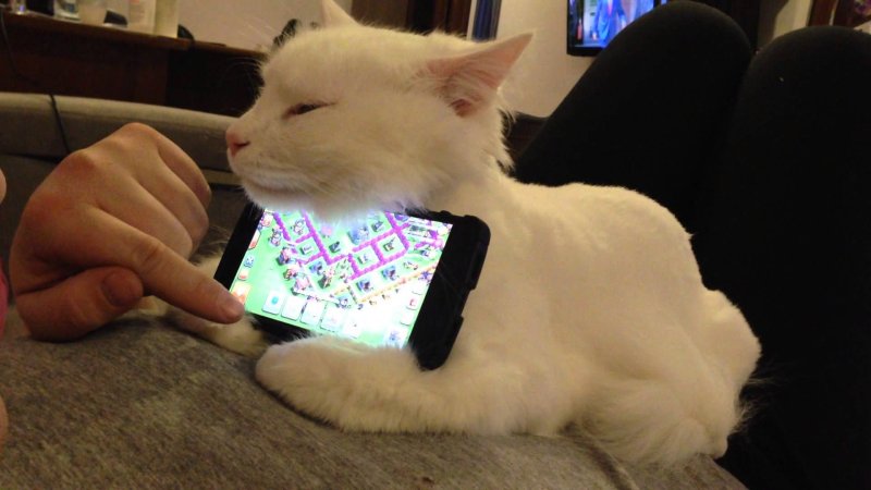 Кот с телефоном