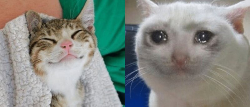 Радостный и грустный котик