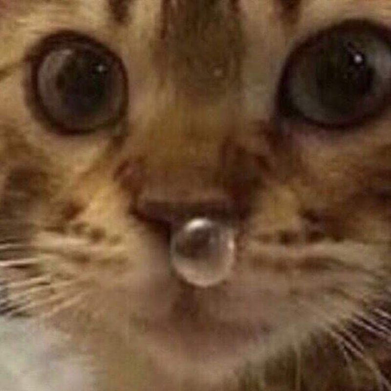 Котик с пузырем из носа