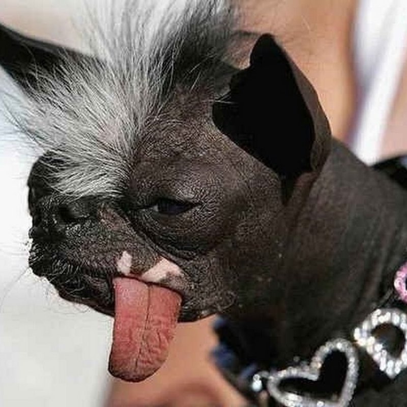 Страшные маленькие собаки