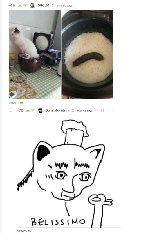 Кот Белиссимо