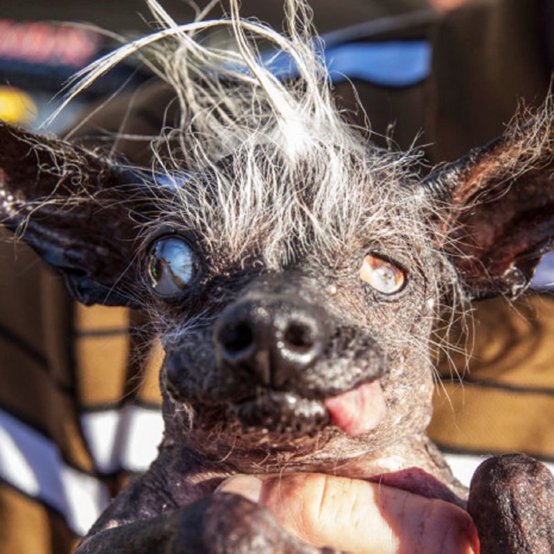 Маленькая страшная собака