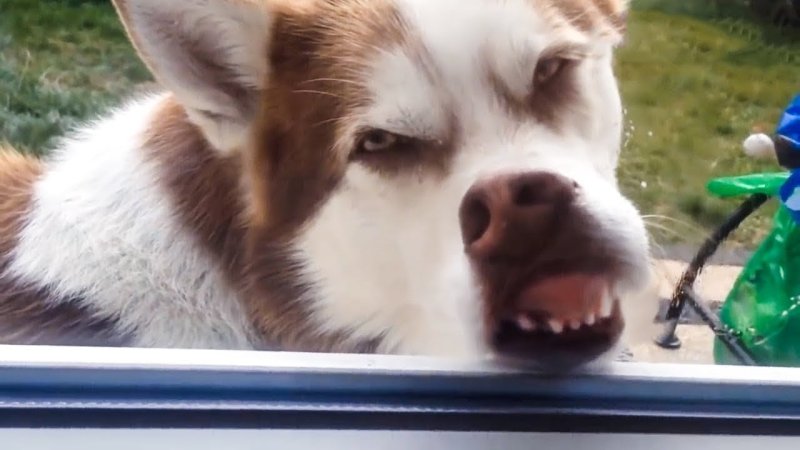 Собака облизывается