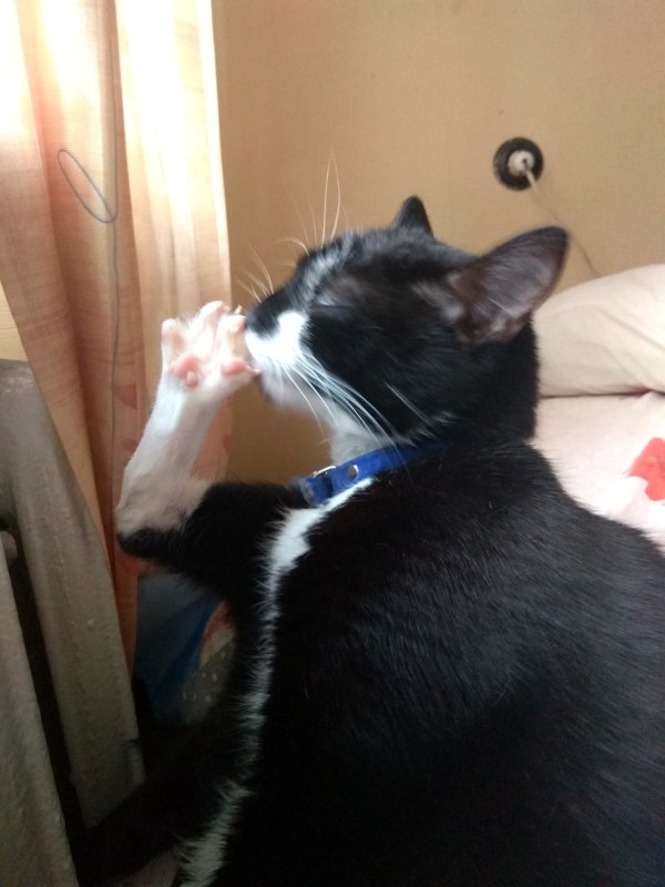 Белиссимо Мем кот