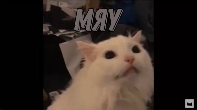 Орущий кот Мем