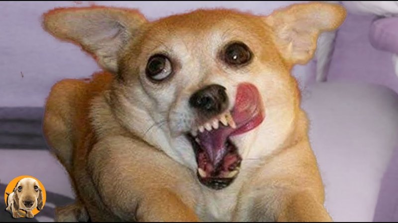 Смешные чихуахуа