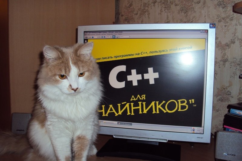 Кот Компьютерщик