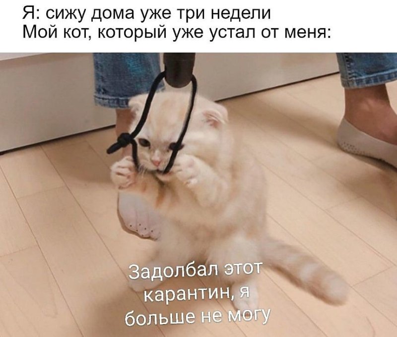 Смешные мемы про животных