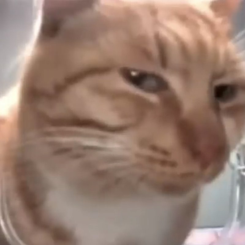 Кот подозревает