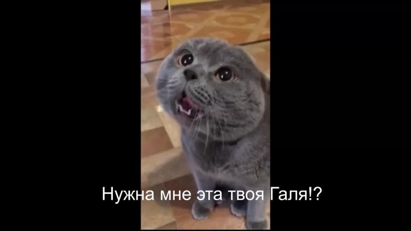 Кот говорит голова моя болит