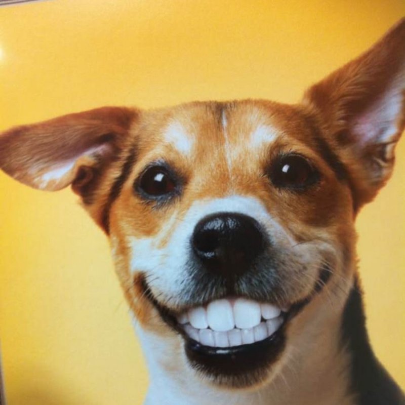 Собака улыбается