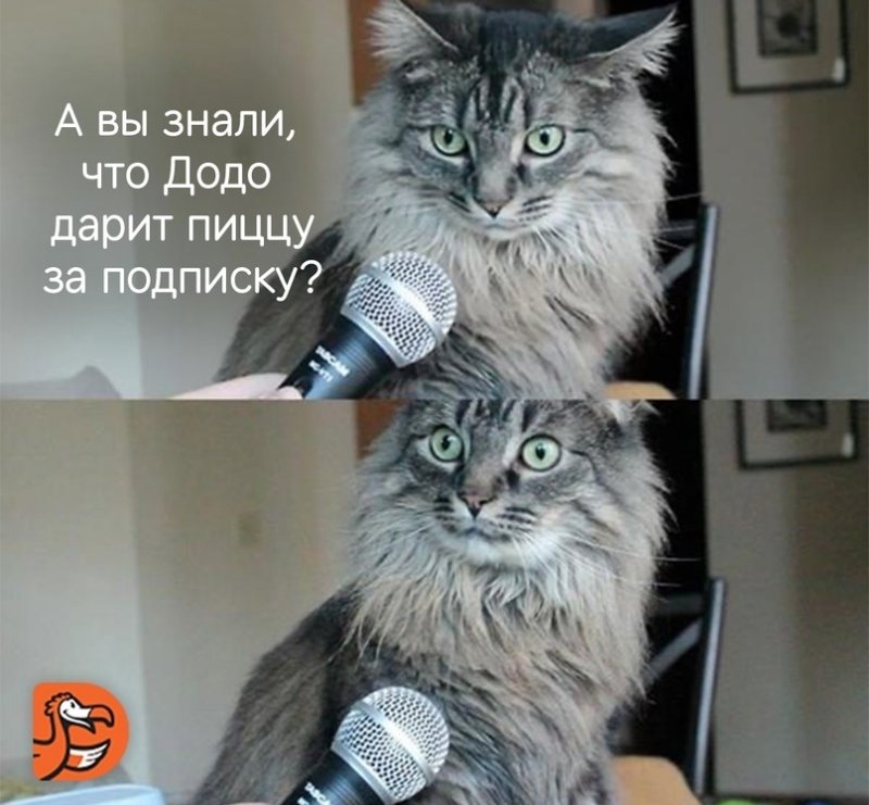 Удивленный кот с микрофоном