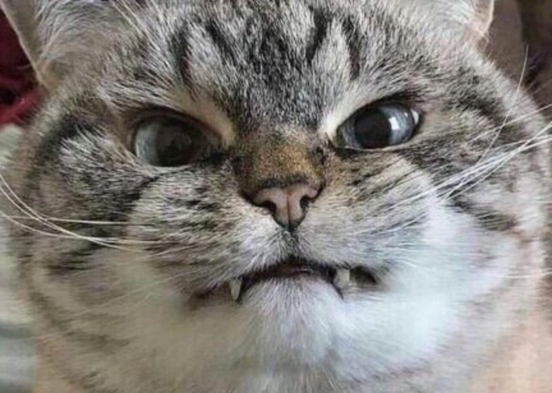 Граф Мрякула кот