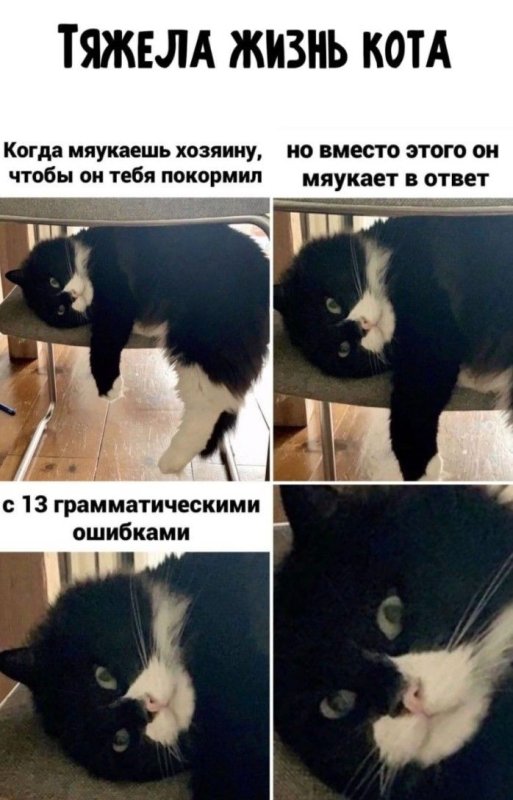 Тяжелый день кота