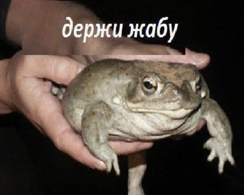 Жаба с днем рождения