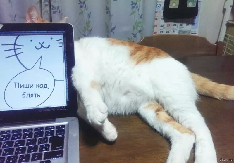 Котик за компьютером