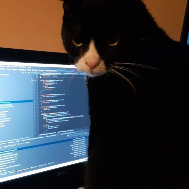 Кот программист