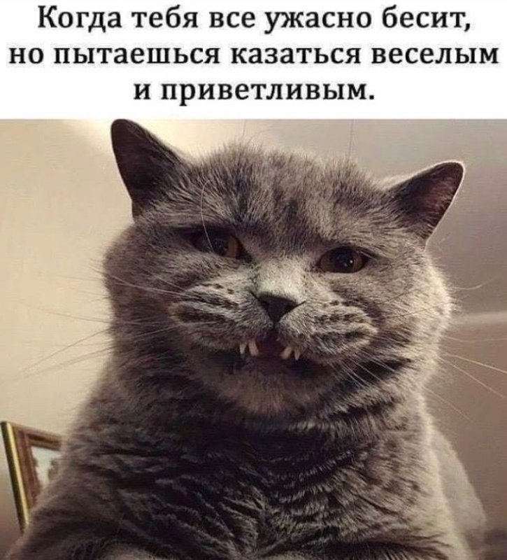 Раздражительный кот