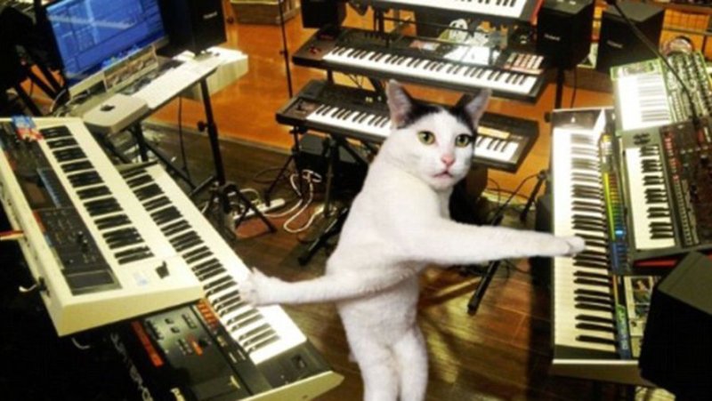 Котик с синтезатором