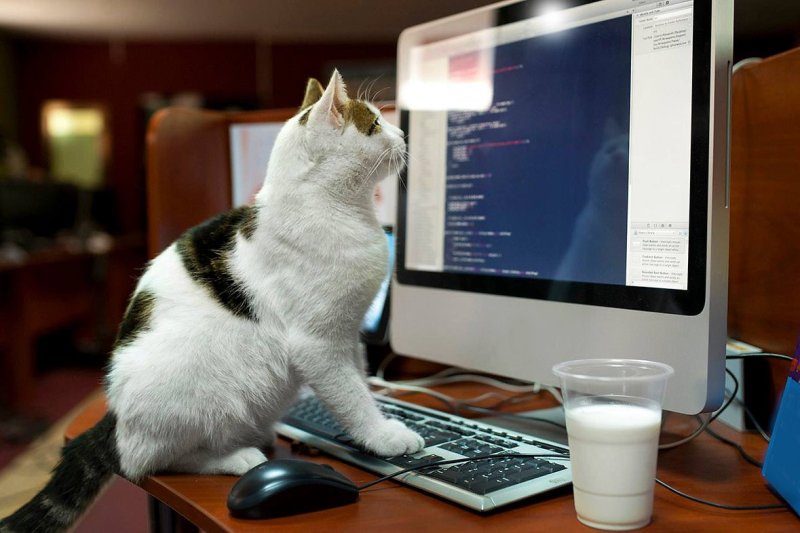Кот программист