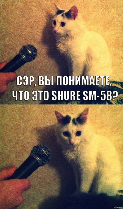 Кот с микрофоном Мем