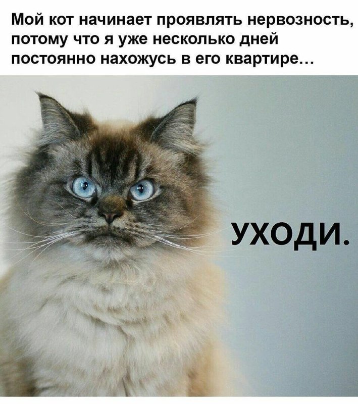 Приколы о котах