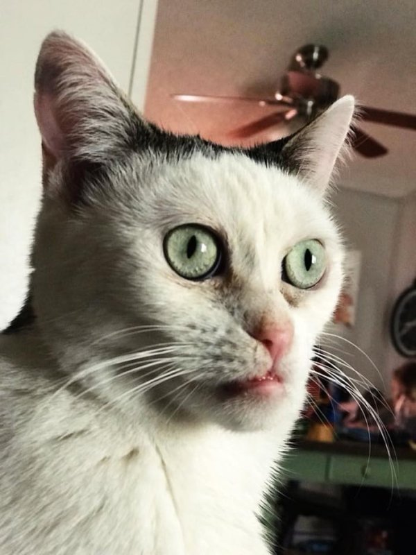 Стив Бушеми косоглазый