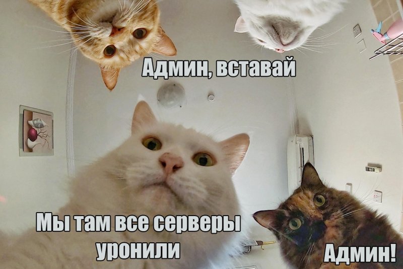 Мемы с котамb