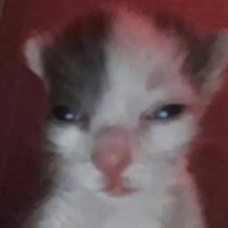 Невыспавшийся кот