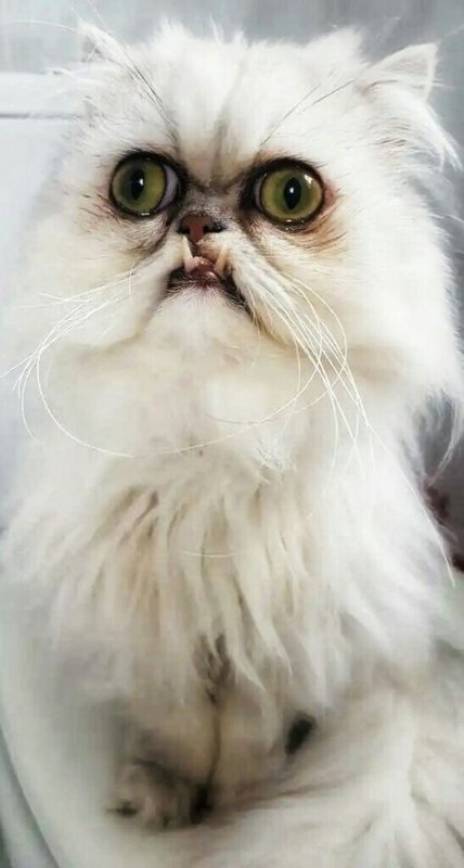 Кот Персидская шиншилла Вилфред