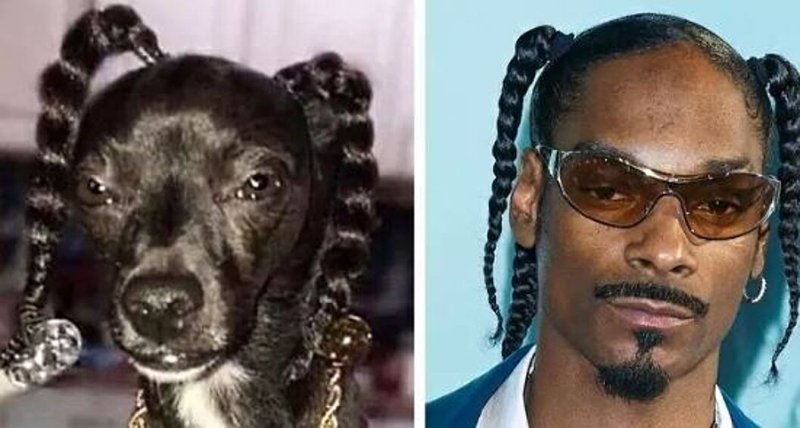 Такса снуп дог