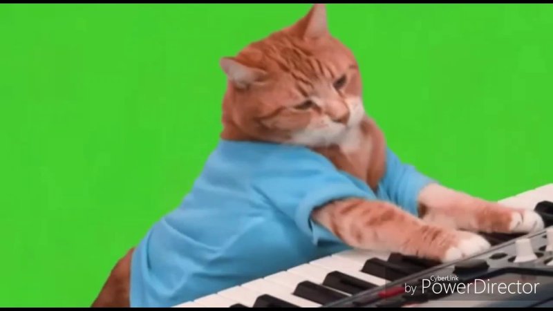 Кот играет на пианино